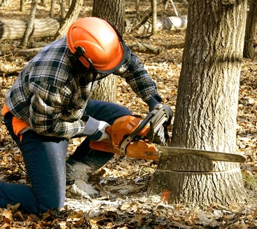 Tree Removal in Breckenridge, MN